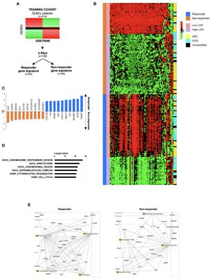 EBF1, MYO6 and CALR expression levels predict therapeutic response in diffuse large B-cell lymphomas